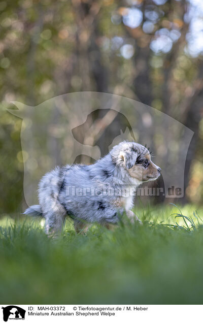 Miniature Australian Shepherd Welpe / Miniature Australian Shepherd Puppy / MAH-03372