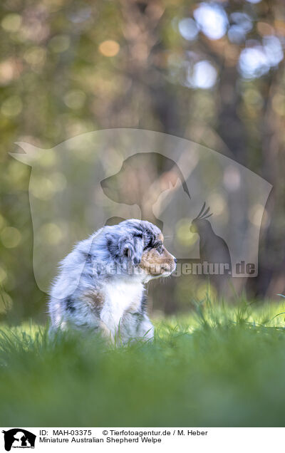 Miniature Australian Shepherd Welpe / Miniature Australian Shepherd Puppy / MAH-03375