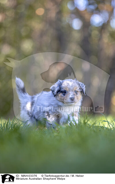 Miniature Australian Shepherd Welpe / Miniature Australian Shepherd Puppy / MAH-03376