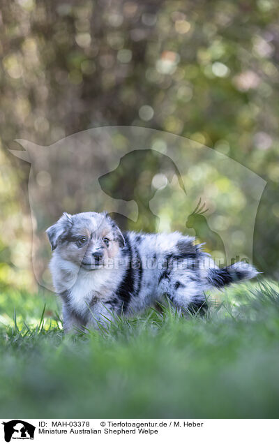 Miniature Australian Shepherd Welpe / Miniature Australian Shepherd Puppy / MAH-03378
