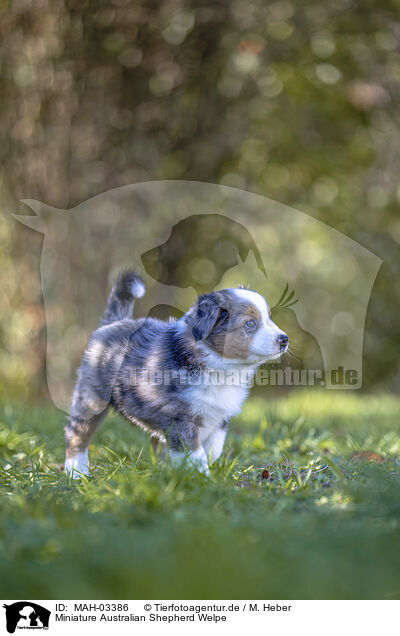 Miniature Australian Shepherd Welpe / Miniature Australian Shepherd Puppy / MAH-03386