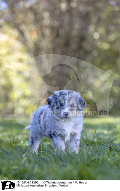 Miniature Australian Shepherd Welpe / Miniature Australian Shepherd Puppy / MAH-03392