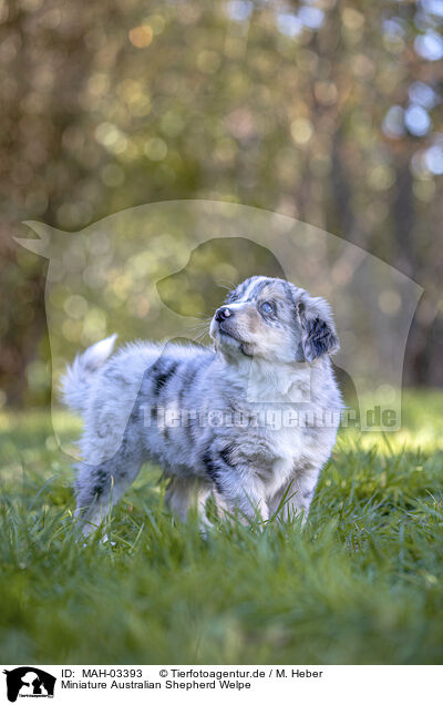 Miniature Australian Shepherd Welpe / Miniature Australian Shepherd Puppy / MAH-03393