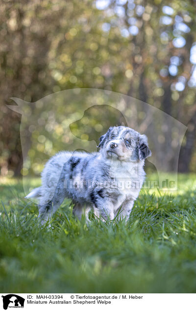 Miniature Australian Shepherd Welpe / Miniature Australian Shepherd Puppy / MAH-03394