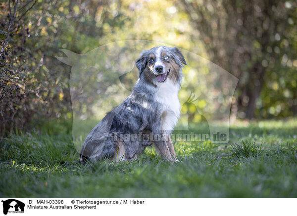 Miniature Australian Shepherd / MAH-03398