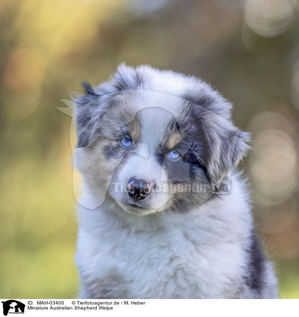 Miniature Australian Shepherd Welpe / MAH-03400