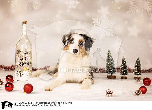 Miniature Australian Shepherd im Studio / Miniature Australian Shepherd in studio / JAM-03575