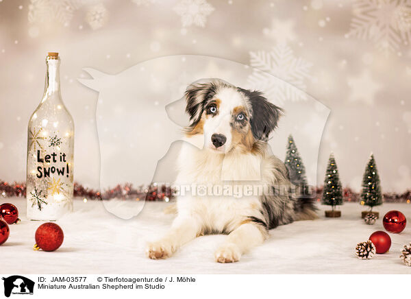 Miniature Australian Shepherd im Studio / JAM-03577