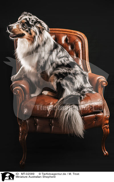 Miniature Australian Shepherd / MT-02089