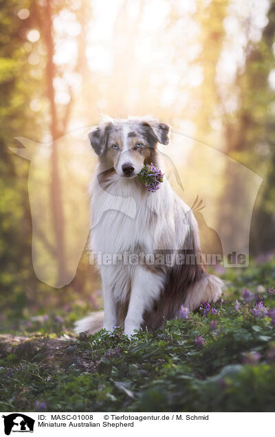 Miniature Australian Shepherd / Miniature Australian Shepherd / MASC-01008