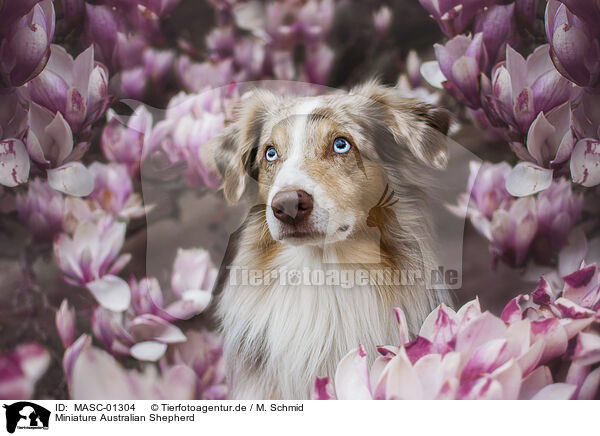 Miniature Australian Shepherd / Miniature Australian Shepherd / MASC-01304