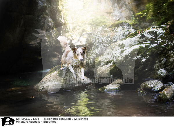 Miniature Australian Shepherd / MASC-01375
