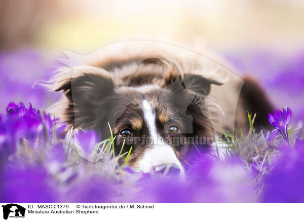 Miniature Australian Shepherd / Miniature Australian Shepherd / MASC-01379