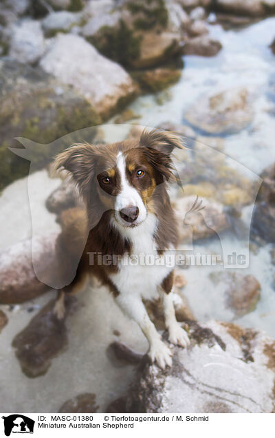 Miniature Australian Shepherd / Miniature Australian Shepherd / MASC-01380