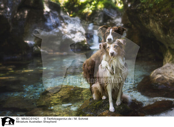 Miniature Australian Shepherd / Miniature Australian Shepherd / MASC-01421