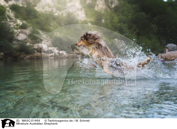 Miniature Australian Shepherd / Miniature Australian Shepherd / MASC-01464