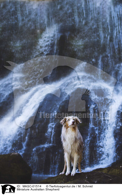 Miniature Australian Shepherd / MASC-01514