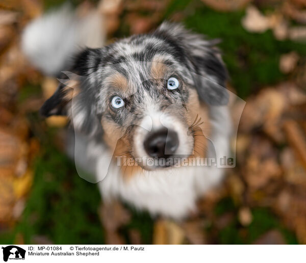 Miniature Australian Shepherd / Miniature Australian Shepherd / MP-01084