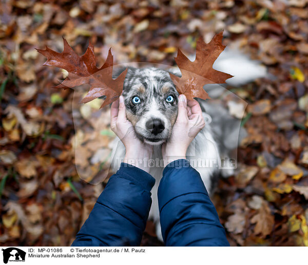 Miniature Australian Shepherd / Miniature Australian Shepherd / MP-01086