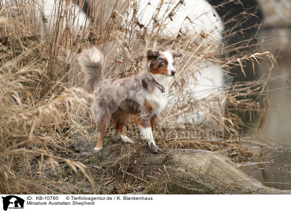 Miniature Australian Shepherd / Miniature Australian Shepherd / KB-10780