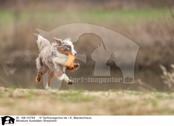 Miniature Australian Shepherd / Miniature Australian Shepherd / KB-10789