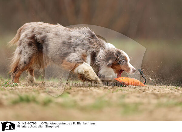 Miniature Australian Shepherd / Miniature Australian Shepherd / KB-10796