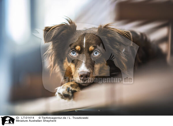 Miniature Australian Shepherd / Miniature Australian Shepherd / LT-01414