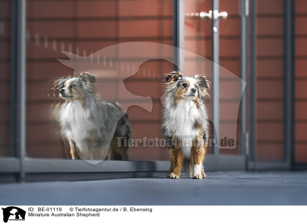 Miniature Australian Shepherd / BE-01119