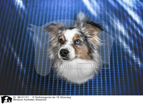 Miniature Australian Shepherd / BE-01121