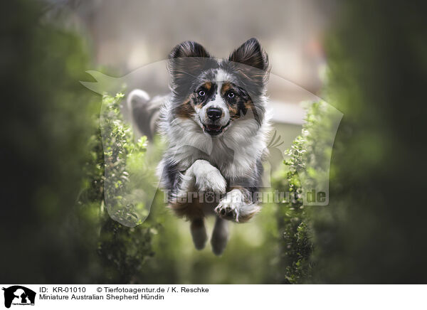 Miniature Australian Shepherd Hndin / KR-01010