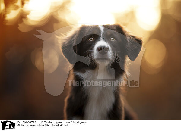 Miniature Australian Shepherd Hndin / AH-06736