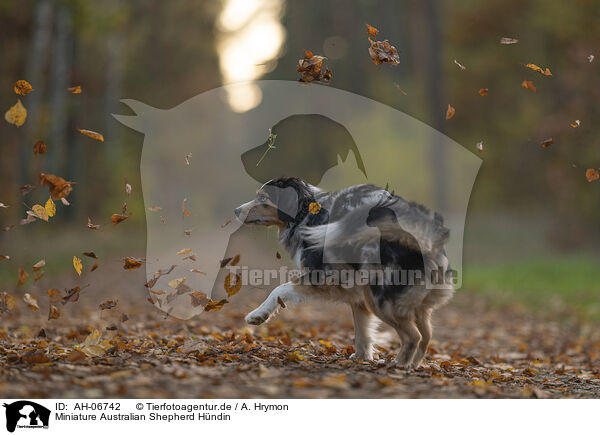 Miniature Australian Shepherd Hndin / AH-06742
