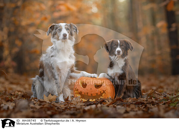 Miniature Australian Shepherds / AH-06745