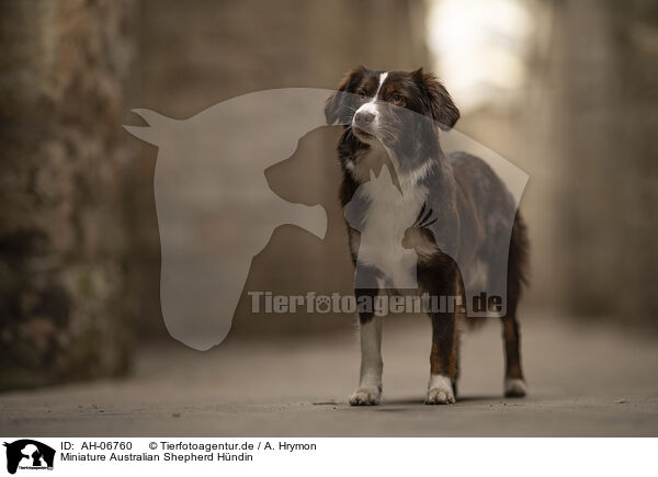 Miniature Australian Shepherd Hndin / AH-06760