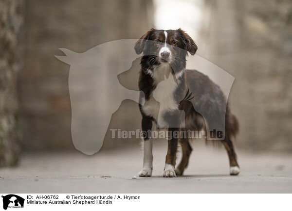 Miniature Australian Shepherd Hndin / AH-06762
