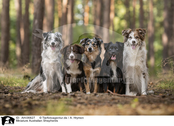 Miniature Australian Shepherds / AH-06827