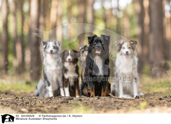 Miniature Australian Shepherds / Miniature Australian Shepherds / AH-06828