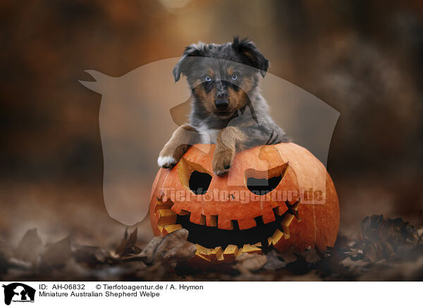 Miniature Australian Shepherd Welpe / AH-06832