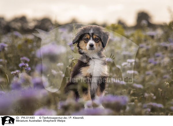 Miniature Australian Shepherd Welpe / Miniature Australian Shepherd Puppy / PK-01480