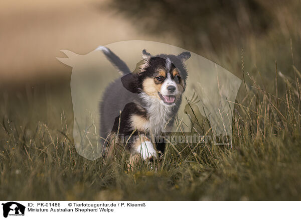 Miniature Australian Shepherd Welpe / PK-01486