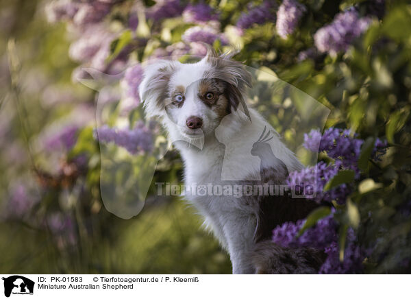 Miniature Australian Shepherd / PK-01583