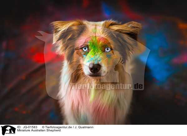 Miniature Australian Shepherd / Miniature Australian Shepherd / JQ-01583