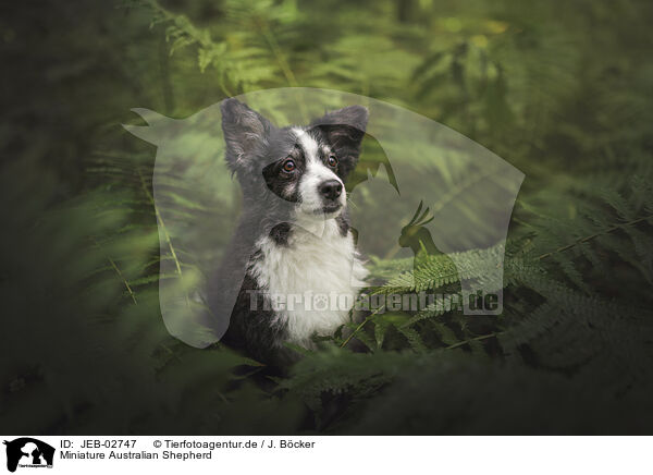 Miniature Australian Shepherd / JEB-02747