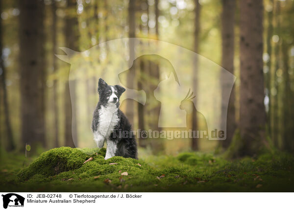 Miniature Australian Shepherd / JEB-02748