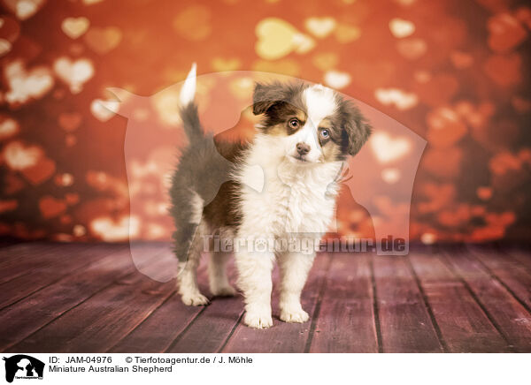 Miniature Australian Shepherd / Miniature Australian Shepherd / JAM-04976