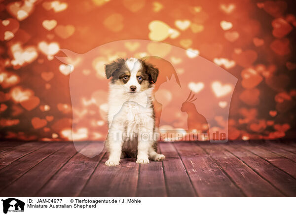 Miniature Australian Shepherd / JAM-04977