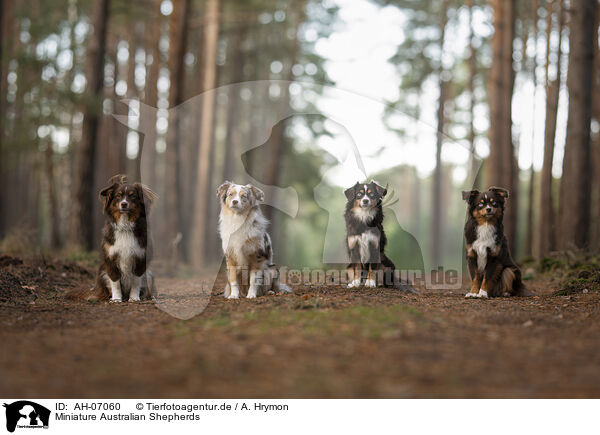 Miniature Australian Shepherds / Miniature Australian Shepherds / AH-07060