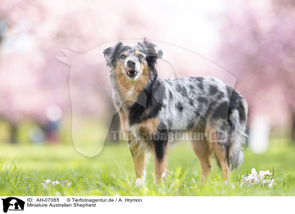 Miniature Australian Shepherd / Miniature Australian Shepherd / AH-07065