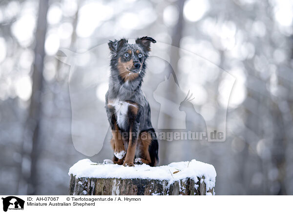 Miniature Australian Shepherd / Miniature Australian Shepherd / AH-07067