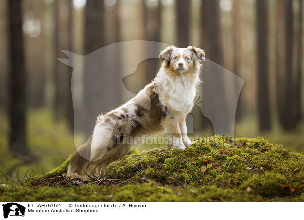 Miniature Australian Shepherd / AH-07074